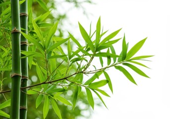 Naklejka premium Fresh green bamboo leaves and stalks create a natural and serene background