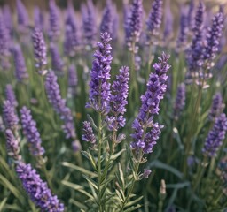 Fototapeta premium Close-up of vibrant purple lavender blossoms, isolated , nature, sprig