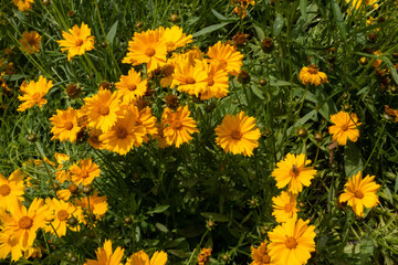 Yellow flowers