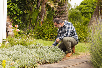 Fototapeta premium Man in his 50s kneeling and trimming groundcover on garden path, with pruning shears, copy space
