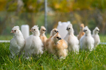 Keeping domestic chicken in free range chicken coop on home backyard. Poultry hen house with green grass in suburban garden