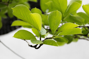 Foliage Concept, Fresh Green Magnolia Leaves for background