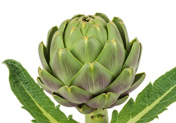 Close up of a fresh green artichoke with leaves against a white background