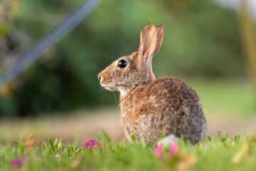 Wild rabbit in nature. Grey small hare eating grass on Florida backyard