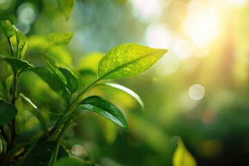Fototapeta premium Sunlit green leaves with a soft bokeh background.