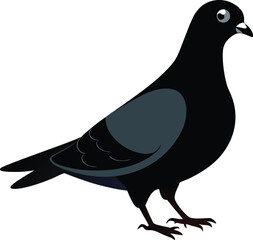 Black Pigeon Illustration