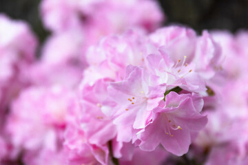 Spring Concept, Rhododendron flowers in full bloom
