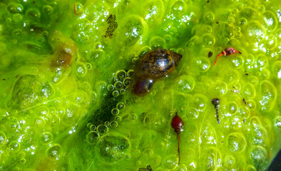 Gastropod mollusk on the surface of algae, Freshwater algae Spirogyra release oxygen into the air,...