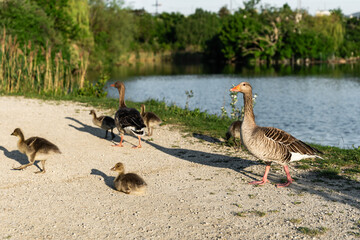 A greylag goose family walks along the lake shore with goslings exploring, resting, and following their parents. A warm wildlife scene celebrating nature, family bonds, and the rhythm of spring