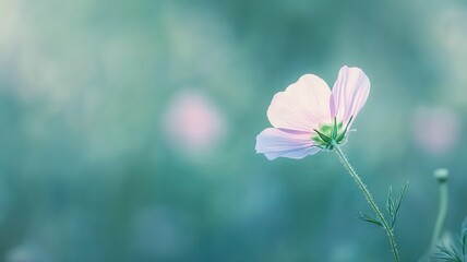 Single Pale Pink Wildflower Petal Soft Focus Macro Photography
