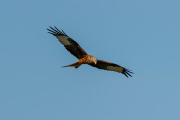 Milvus milvus