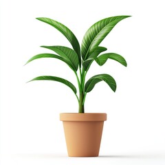 A terracotta pot plant, detailed  shot.