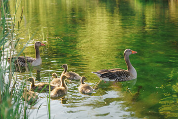 A greylag goose family glides peacefully through vibrant green spring water. This serene wildlife moment captures unity, renewal, and the beauty of living in balance with nature