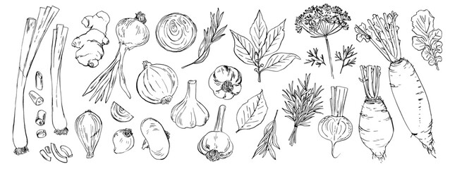 Spices and greens. Ginger, onion, bay leaf, dill. Sketch ink food vector. Vegetables outline line. Farm products