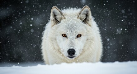 Obraz premium White wolf in snowy forest