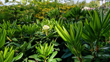 Close-up of rhododendron leaves. Azaleas close-up. Leaves of evergreen Rhododendrons in the park. Beautiful azalea bushes. Natural background. Park or garden. Landscaping in the park