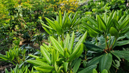 Obraz premium Close-up of rhododendron leaves. Azaleas close-up. Leaves of evergreen Rhododendrons in the park. Beautiful azalea bushes. Natural background. Park or garden. Landscaping in the park