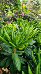 Close-up of rhododendron leaves. Azaleas close-up. Leaves of evergreen Rhododendrons in the park. Beautiful azalea bushes. Natural background. Park or garden. Landscaping in the park