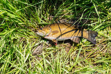  spring fishing for smallmouth bass, nice catch, perfect spring bloom day