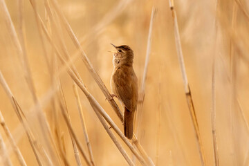 Acrocephalus palustris © Jakub