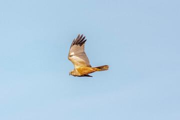 Circus aeruginosus