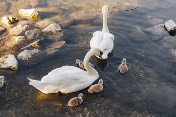 A pair of mute swans swims with their cygnets in clear shallow water with visible river stones. A...