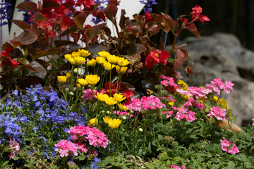Spring Concept, Flower bed with multicolored spring flowers in the garden.
