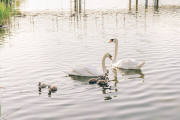 A swan family with their cygnets floats peacefully in calm water, bathed in soft spring light. A serene wildlife image symbolizing family connection, tranquility, and the rhythm of nature