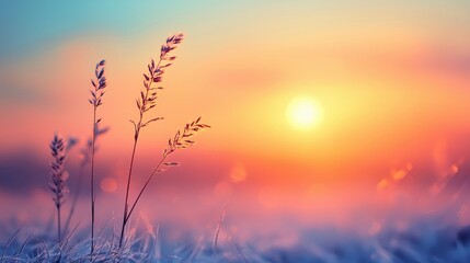 Obraz premium A field of tall grass at sunrise.