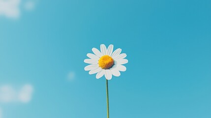A single white daisy with a yellow center stands against a clear blue sky.