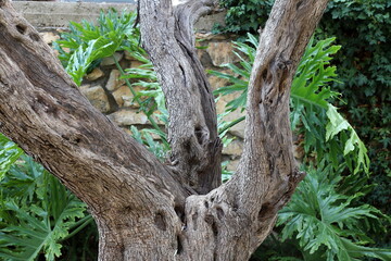 The trunk of a tall tree in a city park.