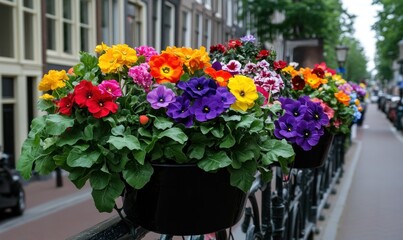 Fototapeta premium Colorful flowers in hanging baskets along canal, Amsterdam