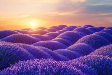 Fototapeta premium Sunset over rolling hills of vibrant purple lavender fields.