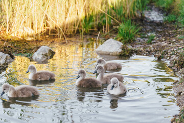 A serene scene of seven fluffy cygnets exploring a calm inlet, surrounded by golden reflections of the morning reeds. The stillness of the water contrasts with their soft, fuzzy forms