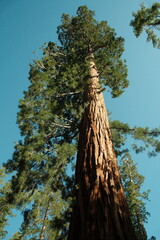 Ancient giant sequoia trees (Sequoiadendron giganteum) at Mariposa Grove in yosemite national park
