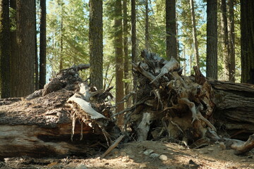 Ancient giant sequoia trees (Sequoiadendron giganteum) at Mariposa Grove in yosemite national park,...