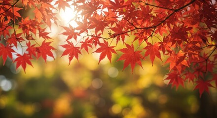 Autumn Red Maple Leaves Sunlight Tree - Vibrant red maple leaves bathed in sunlight, symbolizing autumn, nature, warmth, tranquility, and change