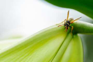Macro Close-Up of a Wasp on a Light Colored Flower Petal..