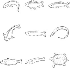 Obraz premium Hand-drawn vector set of various fish and aquatic animals. Includes different types of fish, eel, and turtle. Sketch style illustration.