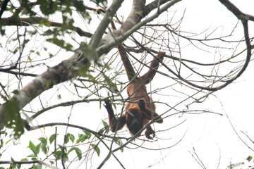 monkey on tree