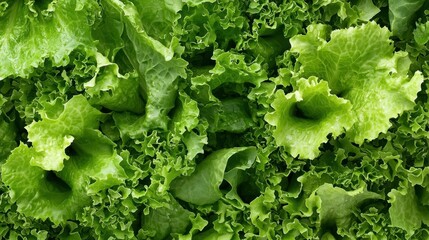 A close-up view of a vibrant green leafy vegetable.