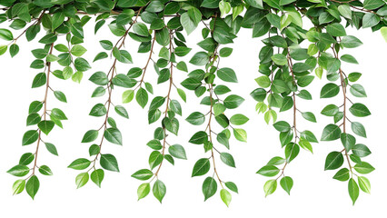 Lush Hanging Creeper Branch A Flat-Lay 3D Render of Vibrant Greenery
