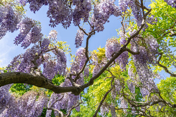 Wisteria tree in full bloom during spring