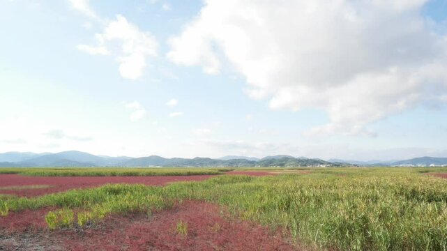 Time-lapse Video: Clouds Flowing Over a Colony of Suaeda japonica on the Korean Coast