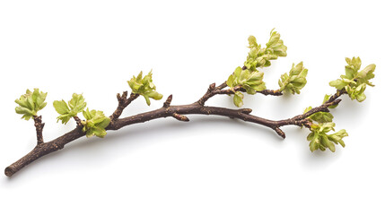 A fresh green branch with budding leaves, symbolizing the beauty of spring and renewal.