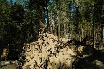 Ancient giant sequoia trees (Sequoiadendron giganteum) at Mariposa Grove in yosemite national park,...