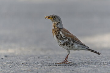 Bird Turdus pilaris aka fieldfare is searching for food for babies. Beak full of worms.