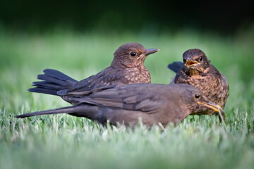 Eurasian blackbird aka the common blackbird or turdus merula female is feeding her babies. Common bird in Czech republic in springtime.