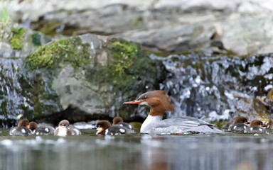 Mergus merganser aka Common merganser or goosander female with babies. Waterfowl from Czech republic on the river.