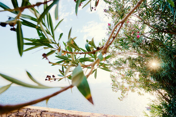 Tranquil Ocean View Framed by Lush Greenery and Warm Sunlight..